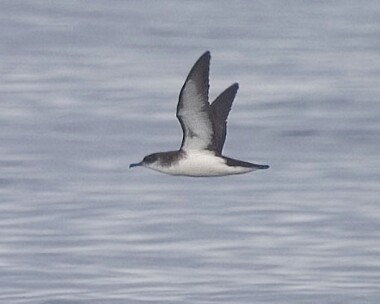 manxshearwater13 Manx Shearwater Point of Ayre, Isle of Man