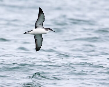 manxshearwater190415 Manx Shearwater Ballaghennie, Isle of Man