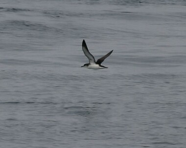 manxshearwater5 Manx Shearwater Point of Ayre, Isle of Man