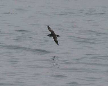 manxshearwater6 Manx Shearwater Point of Ayre, Isle of Man