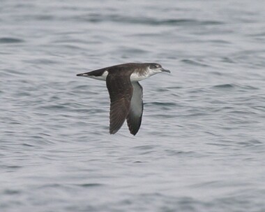 manxshearwater7 Manx Shearwater Point of Ayre, Isle of Man