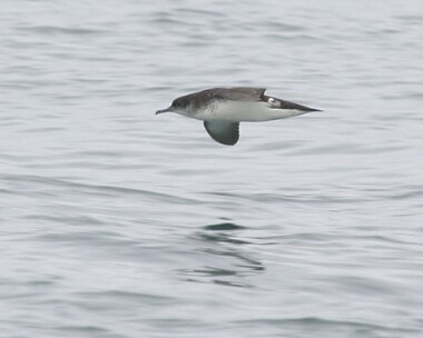 manxshearwater8 Manx Shearwater Point of Ayre, Isle of Man