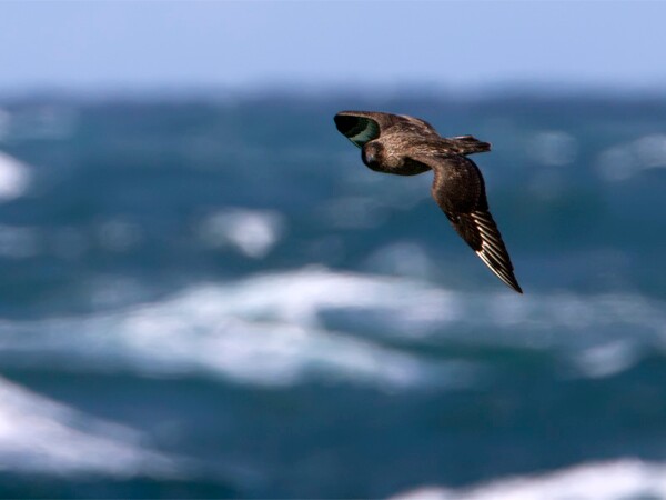 Great Skua