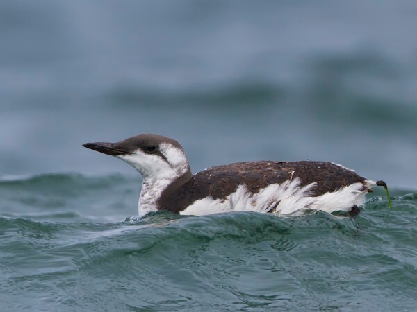 Guillemot