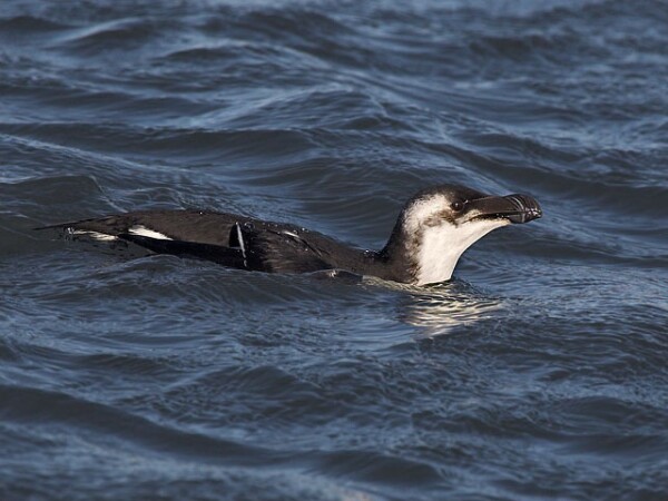 Razorbill