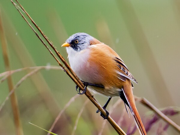 Bearded Tit
