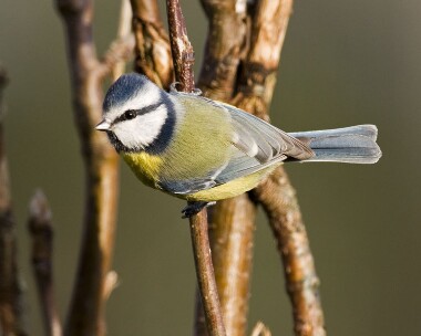 bluetit091207 Blue Tit Castletown, Isle of Man