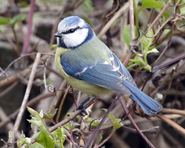 bluetit10 Blue Tit Castletown, Isle of Man