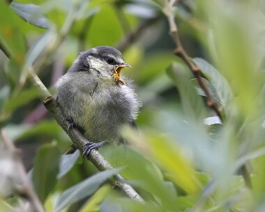 bluetit160607 Blue Tit Ballasalla, Isle of Man