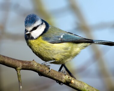 bluetit190208 Blue Tit Private farm, Cheshire
