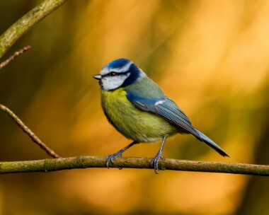 bluetit220110 Blue Tit Braddan, Isle of Man
