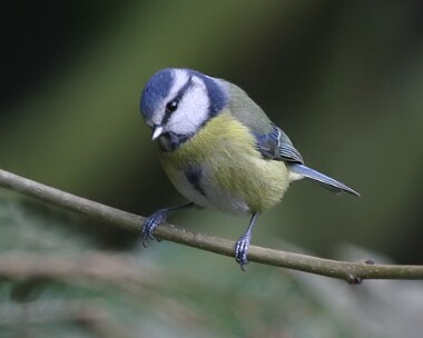 bluetit5 Blue Tit Ramsey, Isle of Man