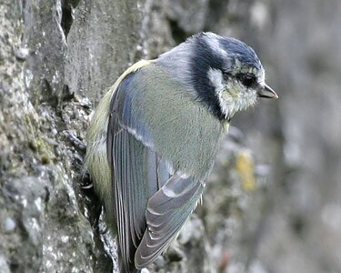 bluetit6 Blue Tit Castletown, Isle of Man