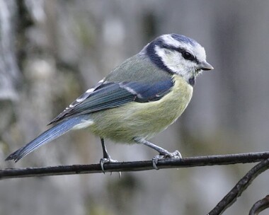 bluetit7 Blue Tit Castletown, Isle of Man