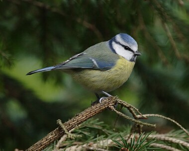 bluetit8 Blue Tit Ramsey, Isle of Man