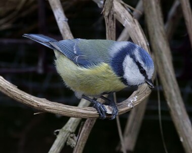 bluetit9 Blue Tit Castletown, Isle of Man