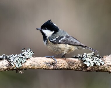 coaltit210316 Coal Tit Loch Garten, Highlands