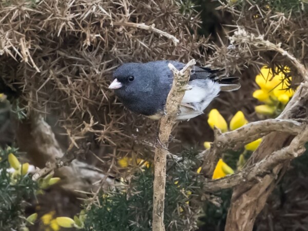 Dark-eyed Junco
