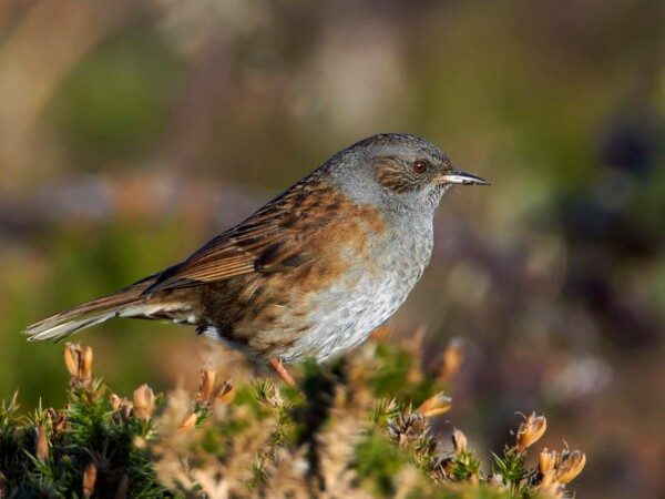 Dunnock