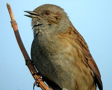 Dunnock Dunnock Langness, Isle of Man
