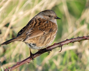 dunnock030126