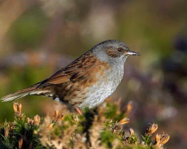 dunnock121210 Dunnock Point of Ayre, Isle of Man