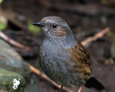 dunnock220110 Dunnock Braddan, Isle of Man