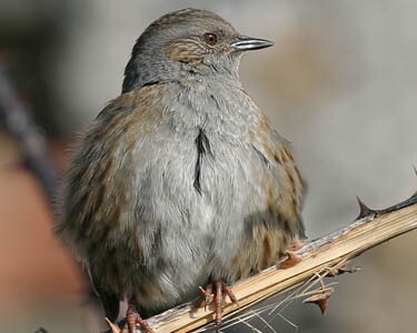 dunnock4 Dunnock Langness, Isle of Man