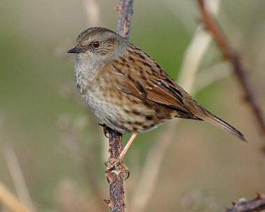 dunnock5 Dunnock Langness, Isle of Man