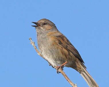 dunnock7 Dunnock Cregneash, Isle of Man