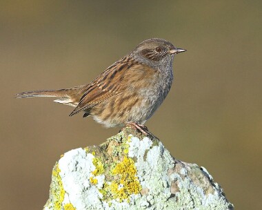dunnock8 Dunnock Langness, Isle of Man