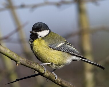 greattit190208 Great Tit Private site, Cheshire