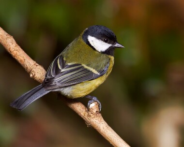 greattit220111 Great Tit Braddan, Isle of Man