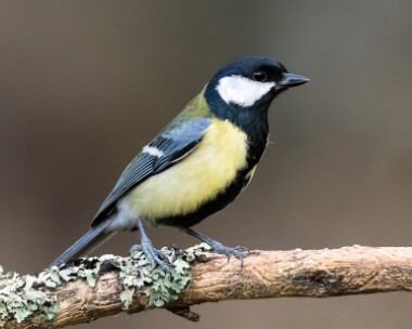 greattit220316 Great Tit Loch Garten, Scotland