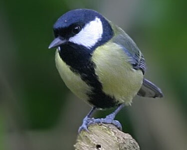 greattit5 Great Tit Ramsey, Isle of Man