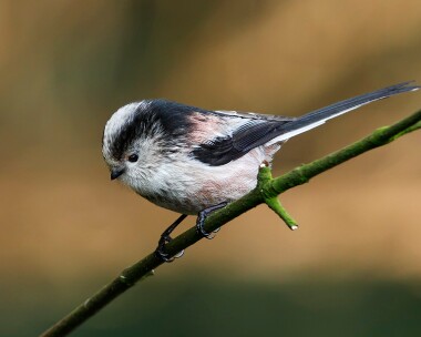 longtailedtit030110 Long-tailed Tit Braddan, Isle of Man