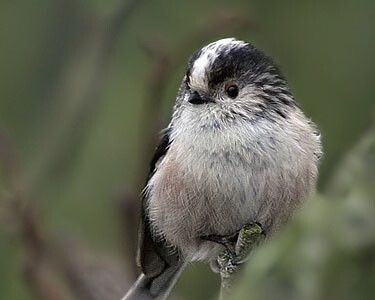 longtailedtit6 Long-tailed Tit Ballasalla, Isle of Man