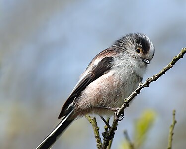 longtailedtit7 Long-tailed Tit Kionslieu, Isle of Man