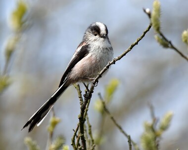 longtailedtitnew Long-tailed Tit Kionslieu, Isle of Man