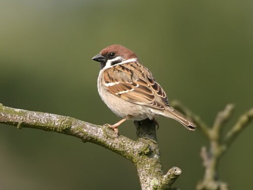 Tree Sparrow