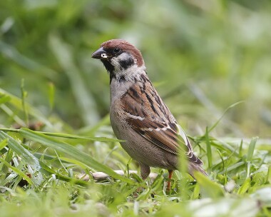 treesparrow160607 Tree Sparrow Castletown, Isle of Man