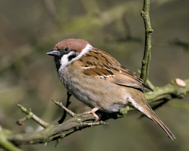 treesparrow190208 Tree Sparrow Private farm, Cheshire
