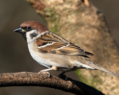 treesparrow190208b Tree Sparrow Private farm, Cheshire
