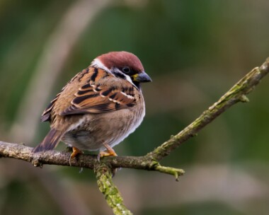 treesparrow230110 Tree Sparrow The Phurt, Isle of Man