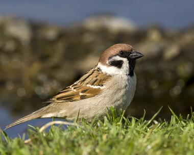 treesparrow250409 Tree Sparrow The Phurt, Isle of Man