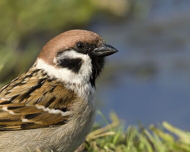treesparrow250409b Tree Sparrow The Phurt, Isle of Man