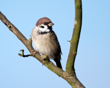 treesparrow250916 Tree Sparrow Frampton Marsh, Lincolnshire