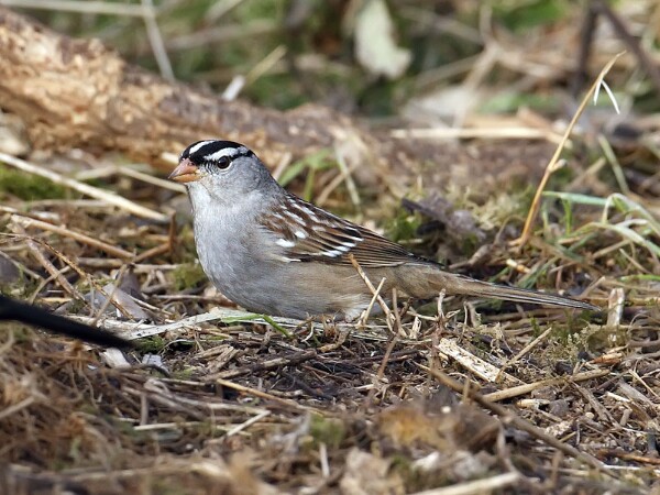 Whitecrownedsparrow