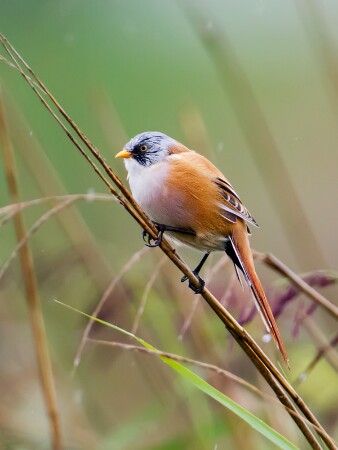 Bearded Tit