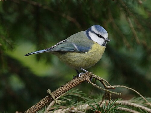 Blue Tit